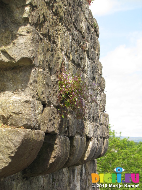 SX14691 Small flowers on wall of St Quentin's Castle, Llanblethian, Cowbridge